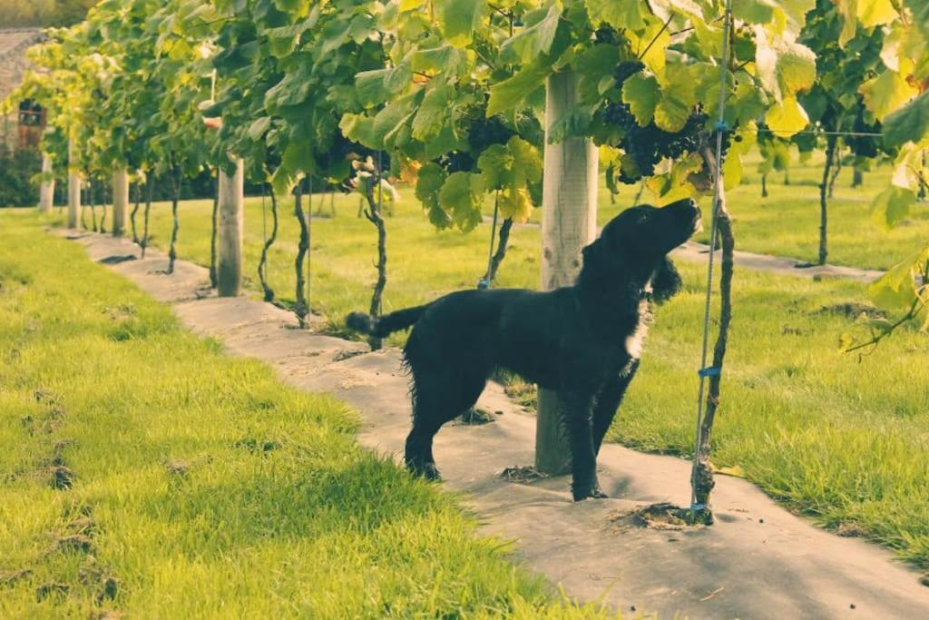 Vineyard Country Cottage Llanerch-Aeron Dış mekan fotoğraf
