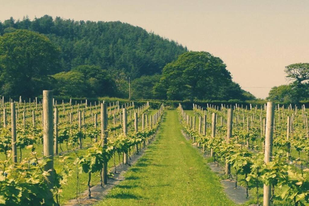 Vineyard Country Cottage Llanerch-Aeron Dış mekan fotoğraf